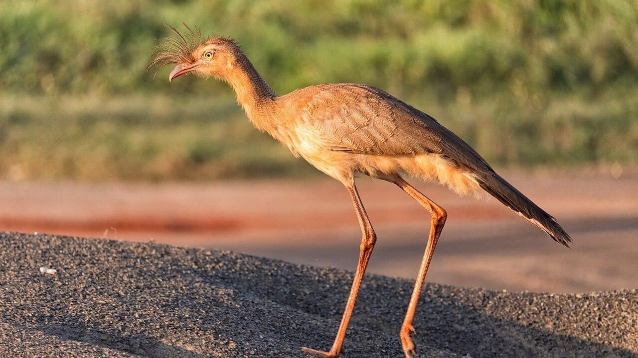 Estudo aponta aves brasileiras entre as mais barulhentas do planeta