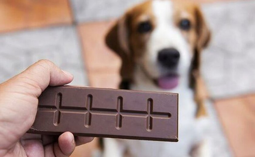 Chocolate é tóxico e pode ser fatal para os pets
