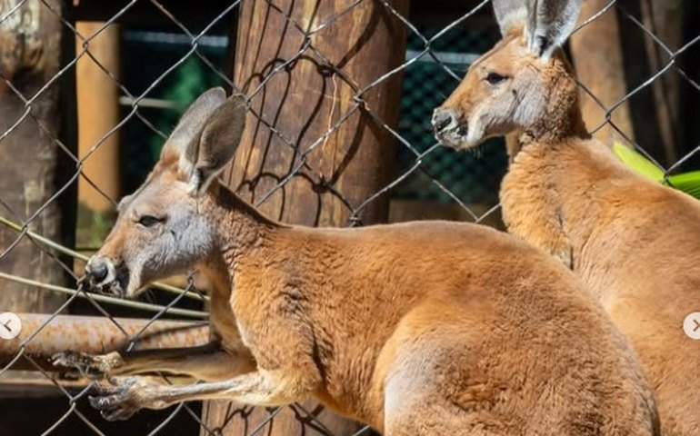Zoológico de São Paulo recebe quatro cangurus-vermelhos para novo recinto