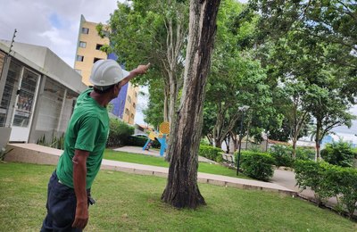 Arapiraca Verde: Prefeitura abre inscrições para o I Curso de Poda de Árvores