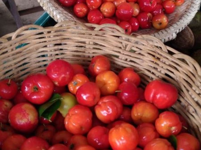 Feira Orgânica da Semarh volta a atrair consumidores