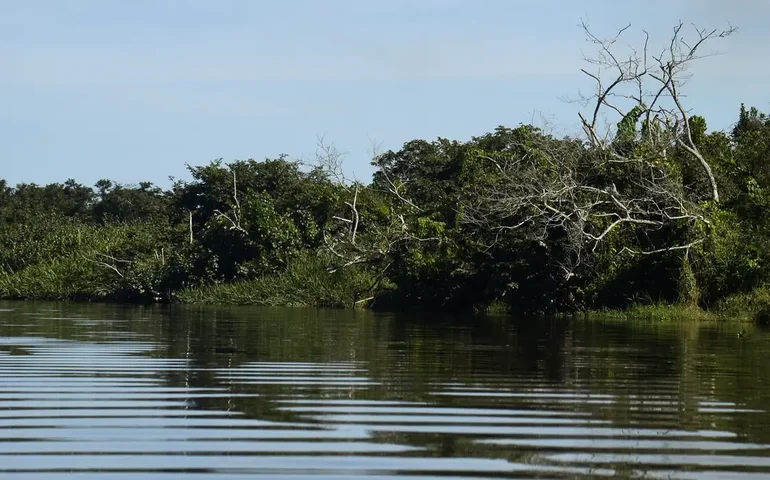 Manguezais plastificados: qual é o perigo para o ecossistema?
