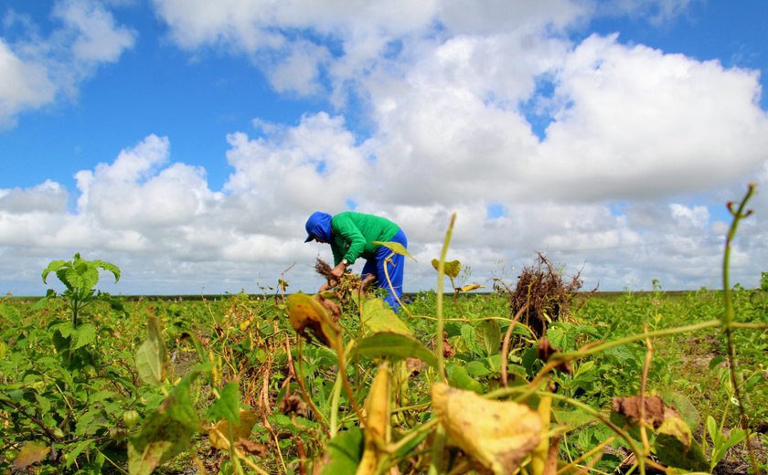 ANO II: Agricultores do Projeto Maná iniciam colheita