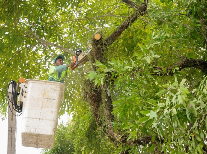 Poda no canteiro da Av. Dom Antônio Brandão será iniciada neste sábado
