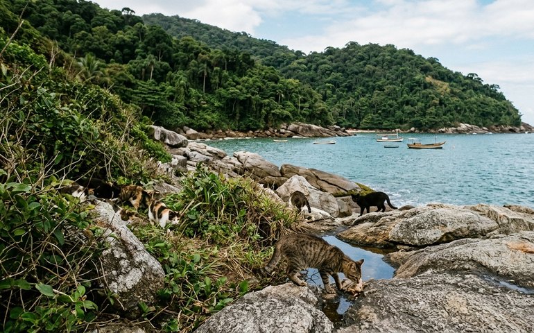 O drama da 'Ilha dos Gatos', na Costa Verde do Rio: abandono de felinos acende alerta para a saúde humana e da fauna marinha