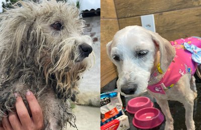 Meu Amigo Pet resgata cadela vítima de maus-tratos durante mutirão na Baixa Grande