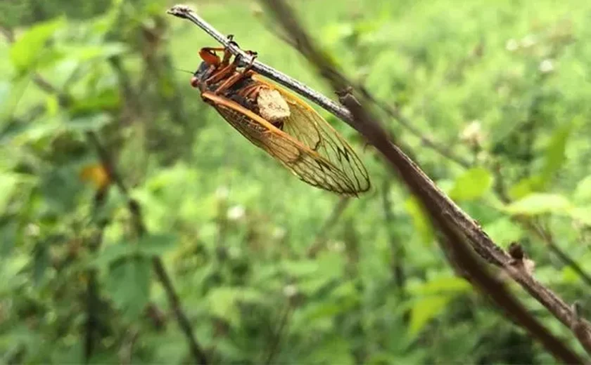 'Cigarras zumbis': Fungo altera comportamento sexual dos insetos e 'os come de dentro para fora'; entenda