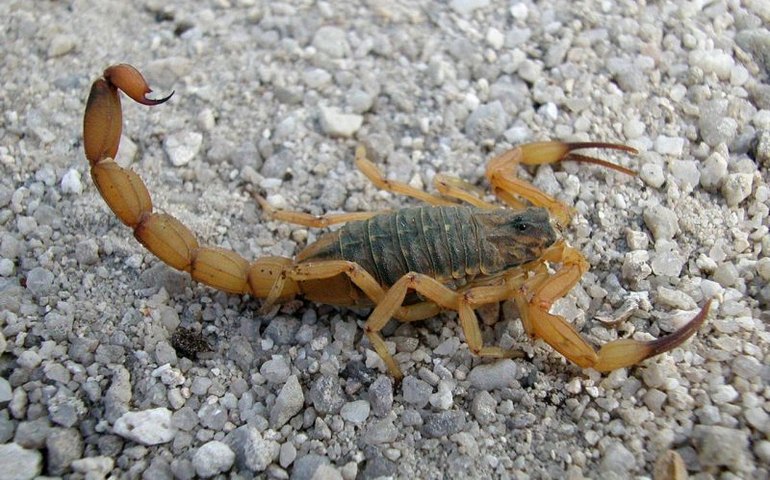 Casos de acidentes com escorpiões crescem 32% em Palmeira dos Índios