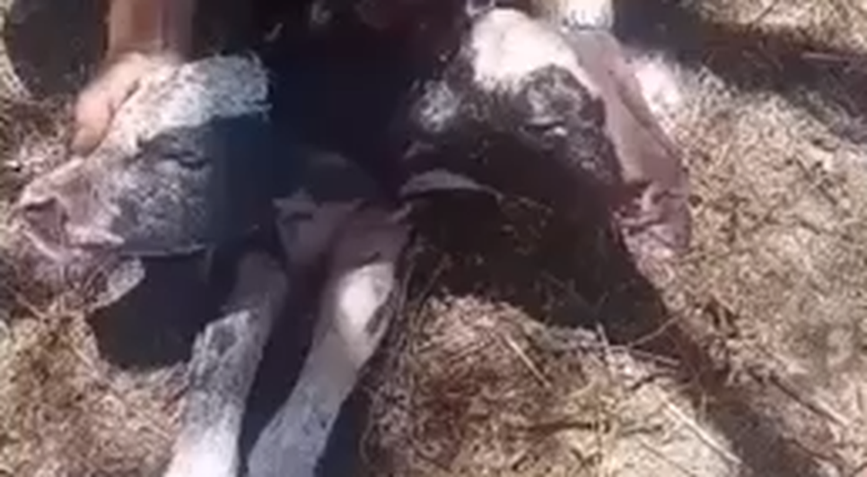 Bezerro nasce com duas cabeças no Baixo São Francisco Sergipano