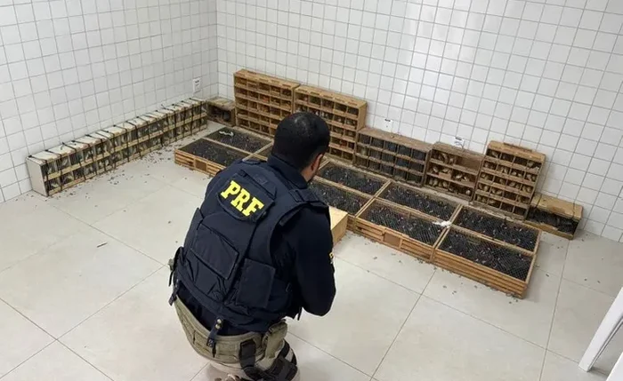 Animais estavam em gaiolas apertadas e caixas improvisadas, segundo a PRF
