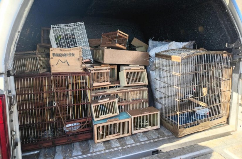 Protetor dos Biomas: PM apreende 442 animais silvestres em Alagoas