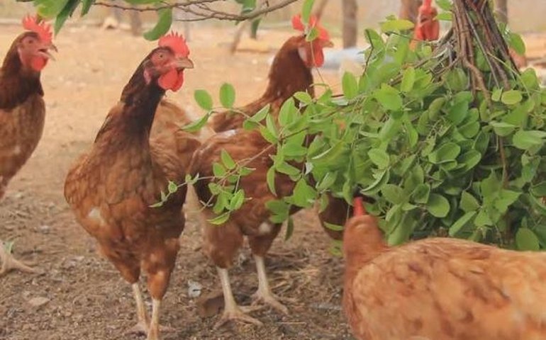 Tecnologia reduz custos e aumenta produtividade no Sertão de Alagoas