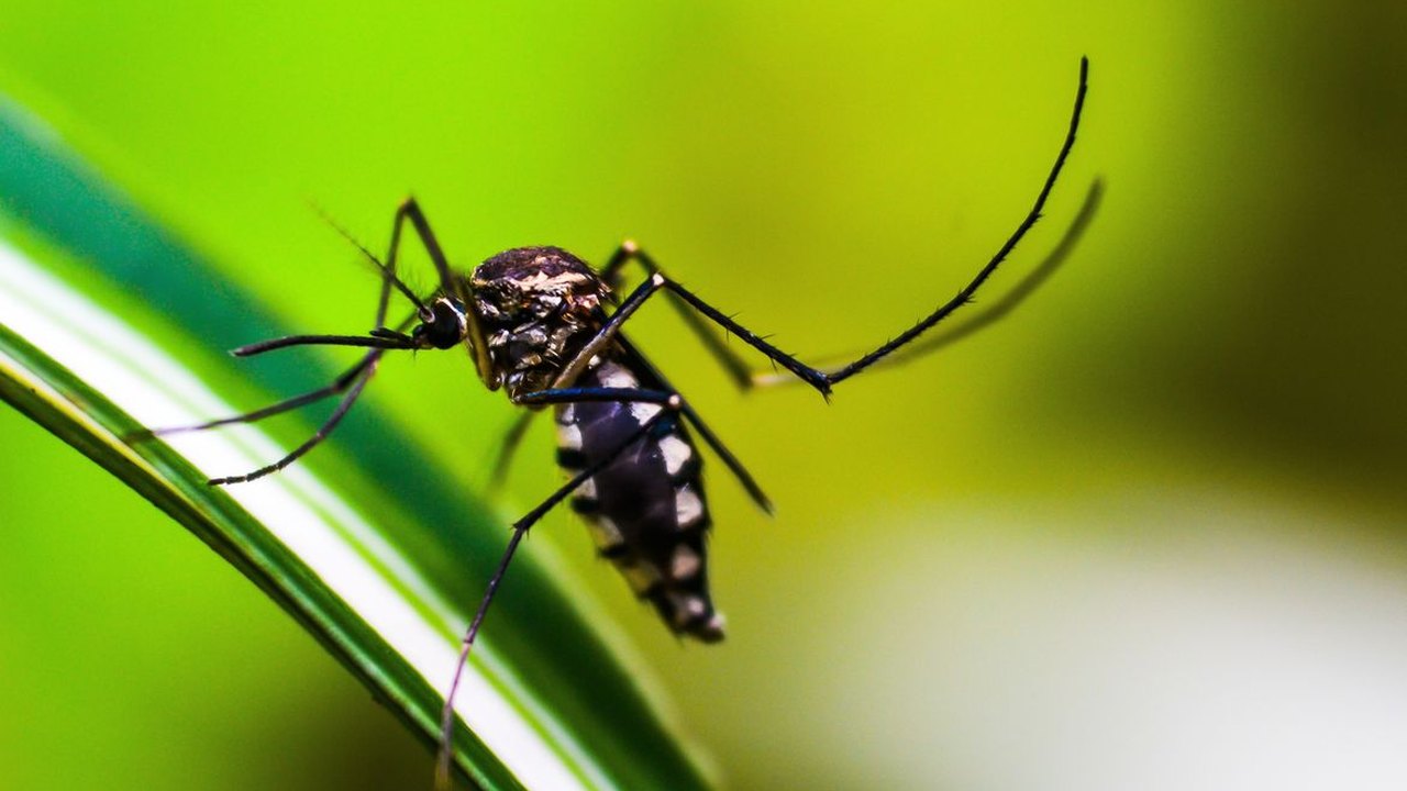 Você pode ser o culpado por ser mais picado por mosquitos: entenda como