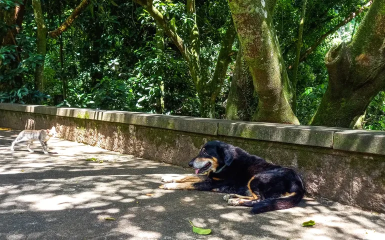 Veterinários usam inteligência artificial para atender pets na Coreia do Sul