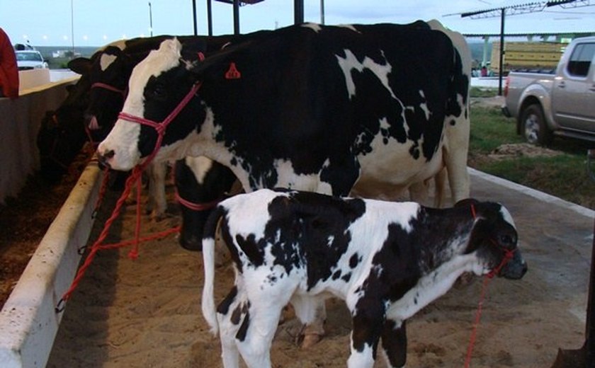 Alagoas investe em genética e fortalecimento da produção de leite