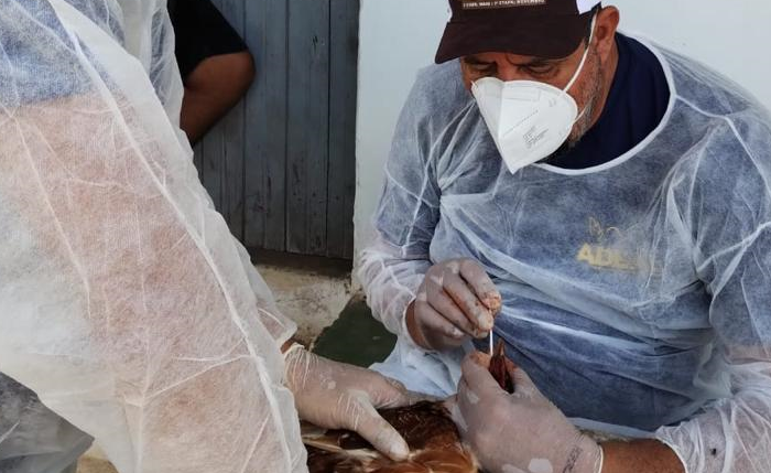Concurso da Adeal: veja os cargos e previsão para lançamento do edital