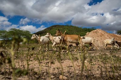 Sertão de Alagoas entra em alerta por baixa umidade