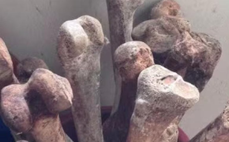 Restos humanos encontrados em apartamento no Jardim Paulista levantam suspeita de origem ilegal