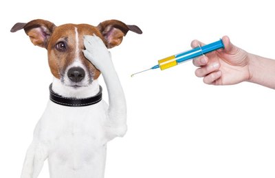 Dia do Cuidado Animal: Braskem e Ufal promovem vacinação de gatos nesta quarta