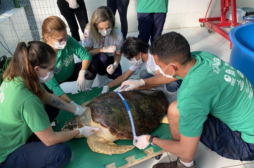Parceria entre IMA e Biota resulta na soltura de tartaruga marinha em Guaxuma