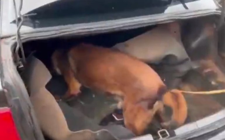 Cão farejador encontrou fuzil em comboio de fugitivos de Mossoró; conheça Zyah