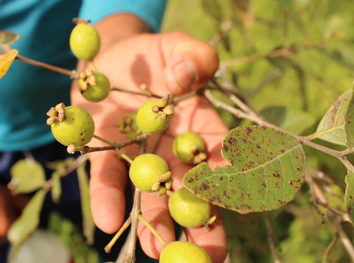 Pesquisa observa relação entre biodiversidade e expectativas de consumo alimentar
