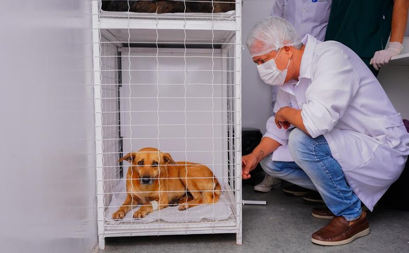 Meu Amigo Pet retoma castrações gratuitas para animais em situação de abandono