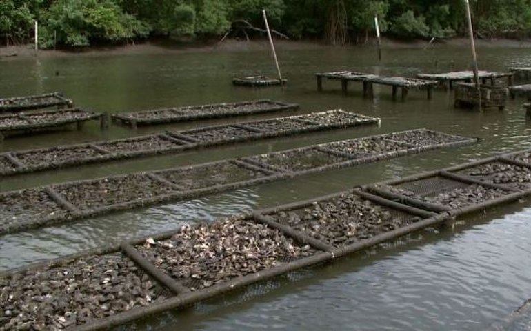 Quarta edição do Seminário Ostra e Comunidades terá polos presenciais em dois estados