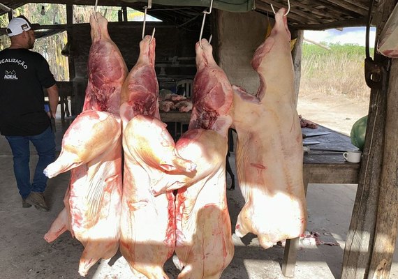 Fiscalização flagra abate irregular de suínos em casa de farinha no Agreste alagoano
