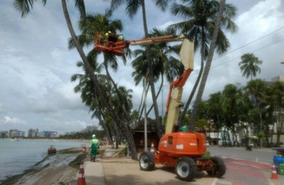 Desenvolvimento Sustentável intensifica limpeza e poda de coqueiros na orla marítima