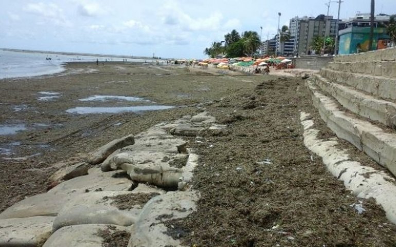 IMA intima Prefeitura de Maceió a remover sargaço e lixo da areia da praia