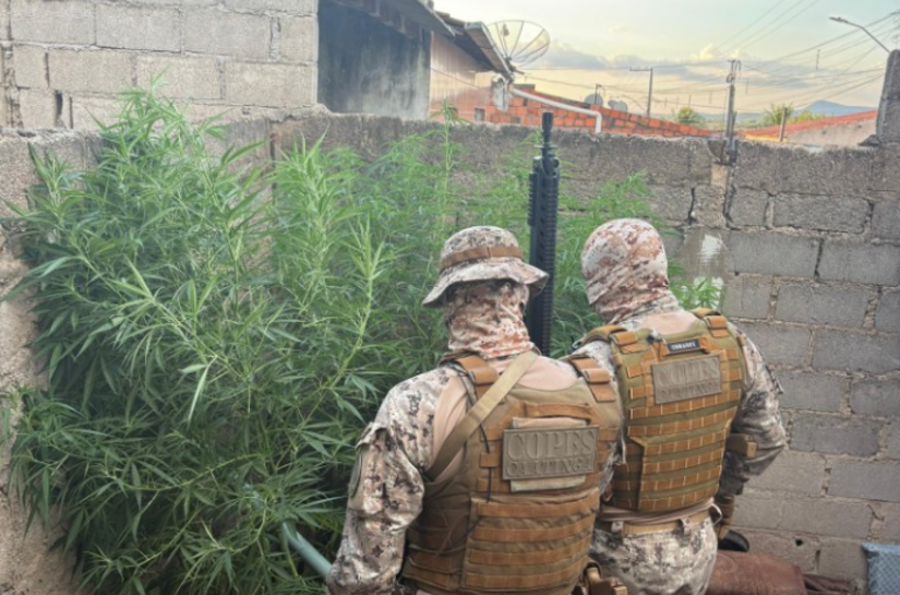 Polícia Militar flagra plantio de maconha em Canapi