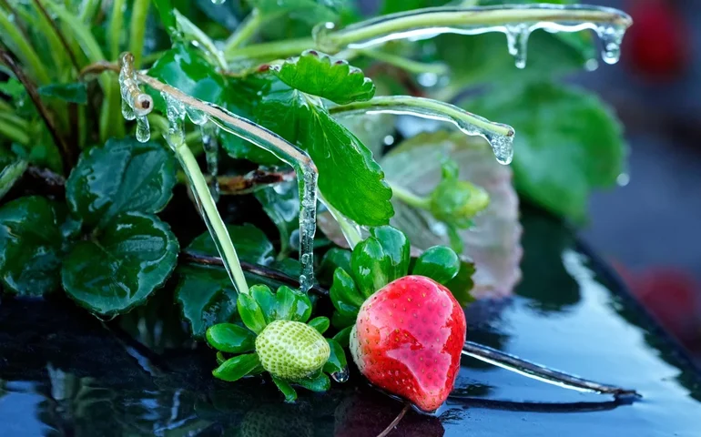 Abrigos para pessoas em situação de rua estão abertos enquanto a Flórida enfrenta o inverno mais rigoroso da região