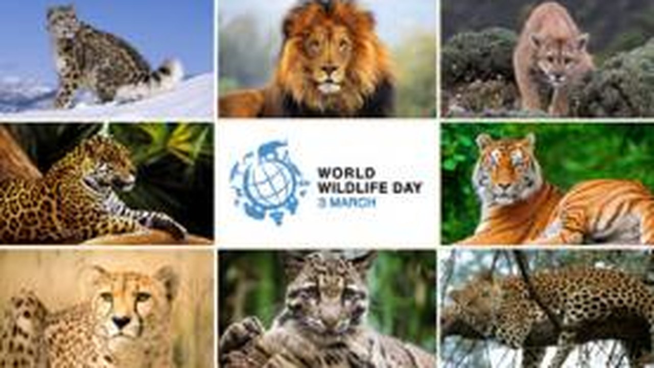 Dia Mundial da Vida Selvagem destaca os grandes felinos
