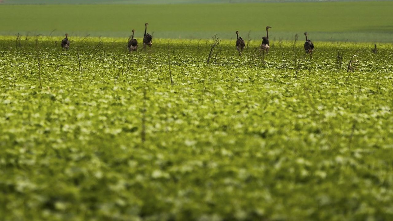 CMN passa a exigir fotos com localização comprovada em seguro rural