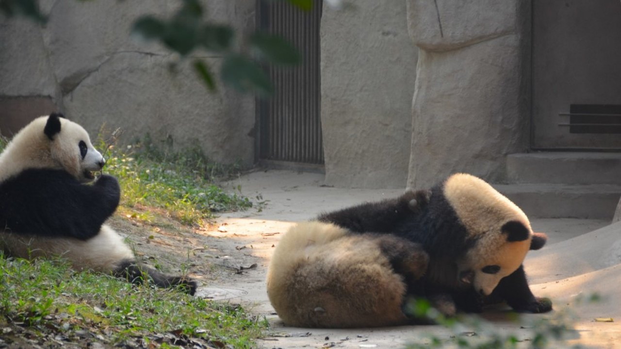 Nova frente do Brasil na China mira comércio, pandas e inovação