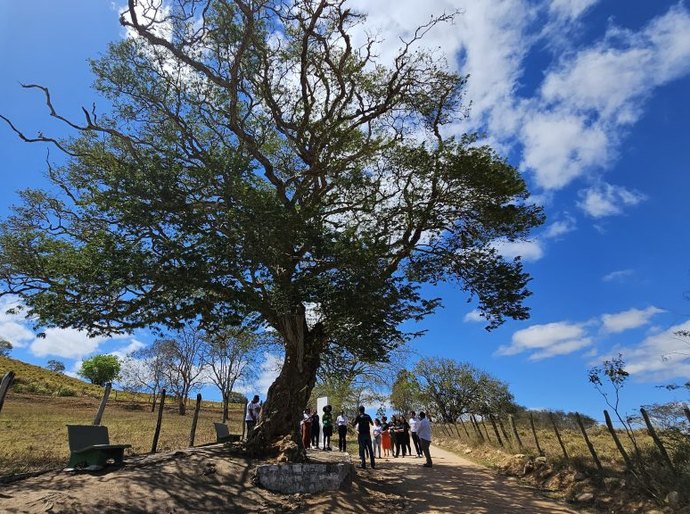 Sob a sombra das árvores de Arapiraca: a história centenária de uma cidade verde