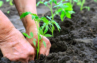 Arapiraca Verde: Prefeitura plantará 19.500 mudas em comemoração a Semana do Meio Ambiente
