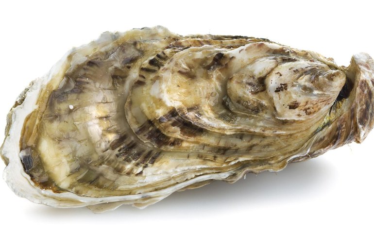 Pérolas de conhecimento: fósseis de ostras detalham história do aquecimento global (FOTOS)