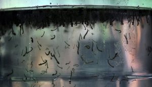 dengue