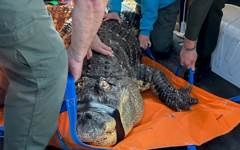 Homem da região de Buffalo encerra sua luta para recuperar Albert, seu jacaré de 3,6 metros apreendido em 2024