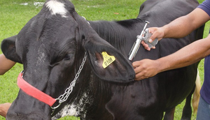 Campanha de vacinação contra febre aftosa encerra na próxima terça-feira em Sergipe / Foto: Foto: SEAPEC