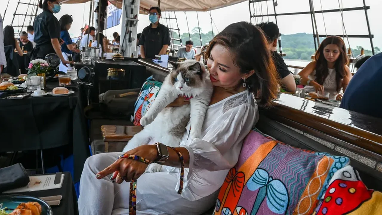 Gatos de luxo fazem passeio de barco em Cingapura