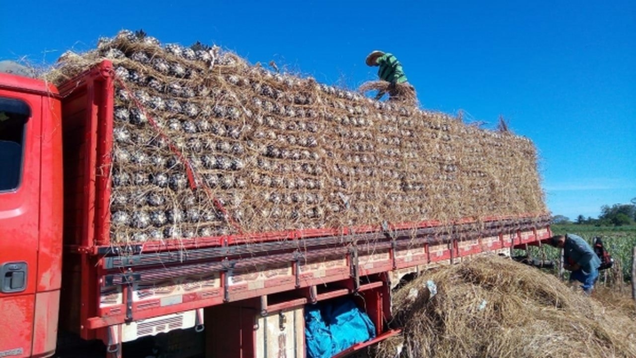 Abacaxi produzido em Alagoas conquista o mercado paulista