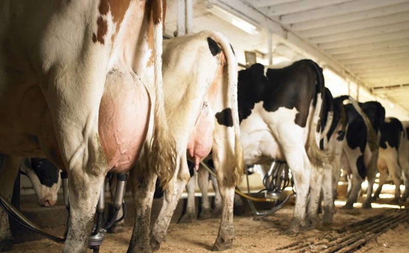 Fazenda oferece sessão de R$ 266 de carinhos em vacas para enfrentar crise no Reino Unido