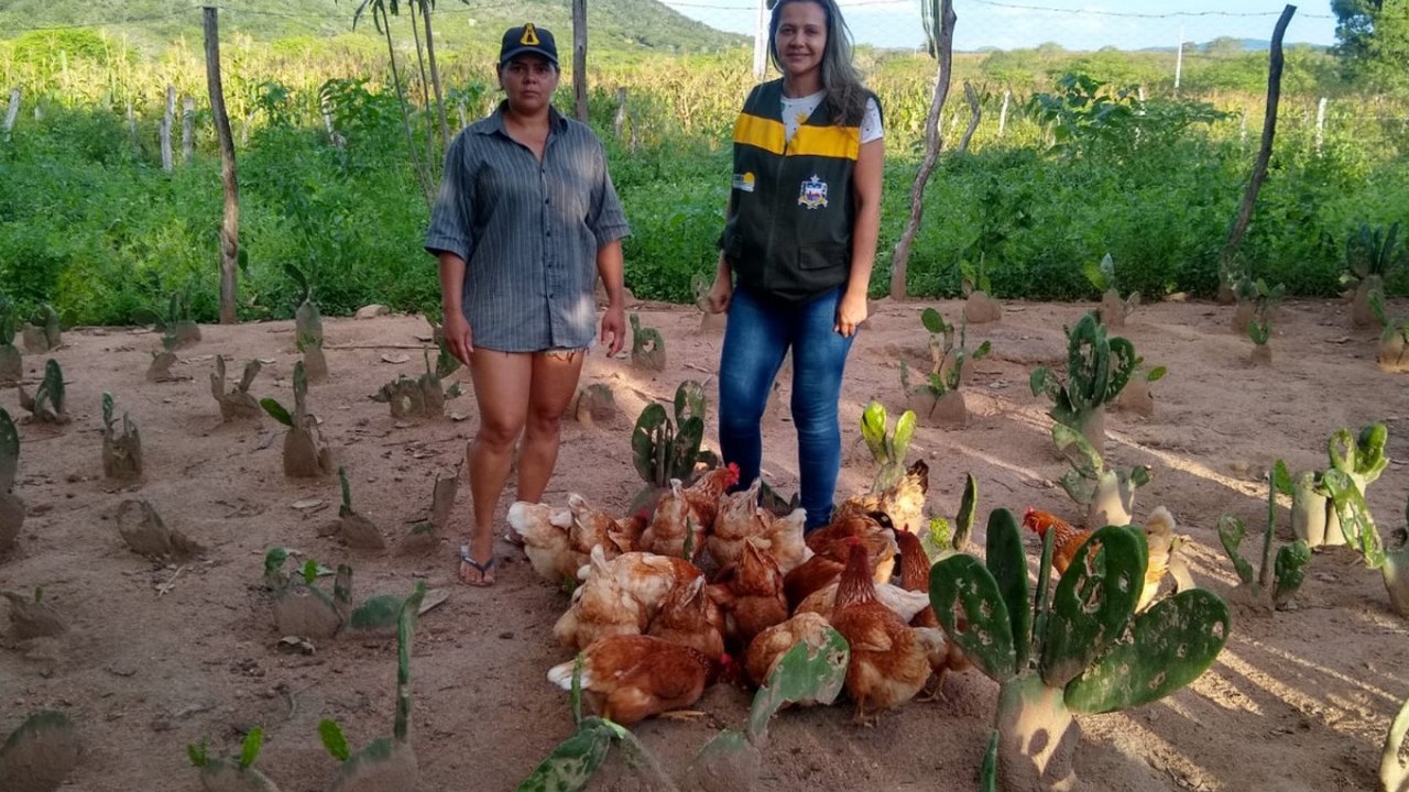 Dia da avicultura: Emater atende 2 mil famílias que vivem da criação de aves em 42 municípios