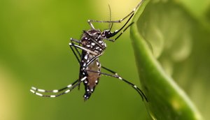 Aedes_aegypti.jpg
