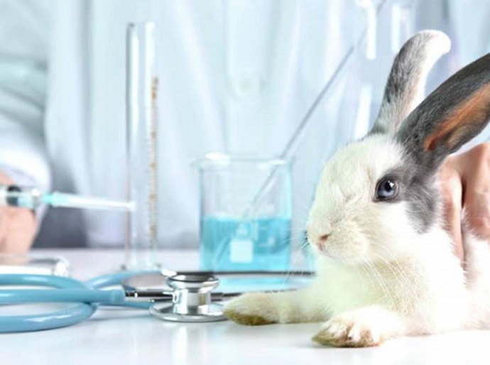 Coelhinhos serão projetados, em Maceió, pedindo aprovação de PL que proíbe testes cosméticos em animais