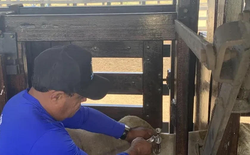 Alagoas atinge cobertura vacinal exigida pelo Ministério da Agricultura e Pecuária