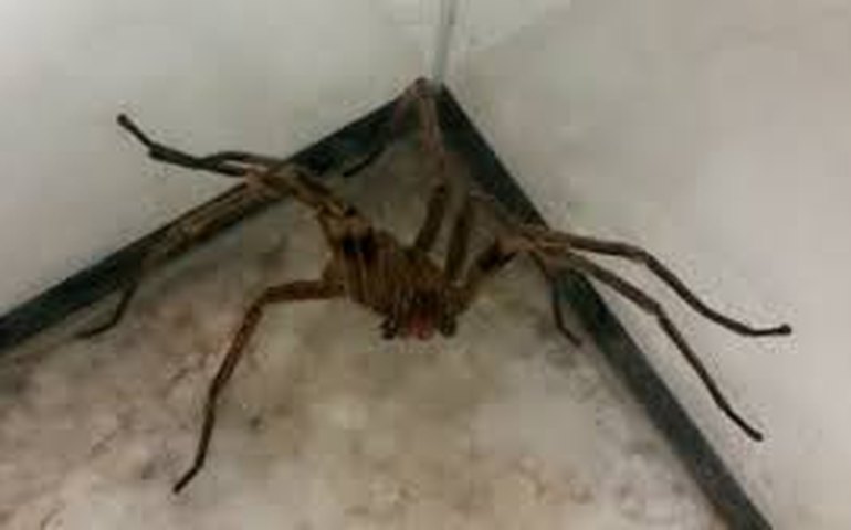 Homem é infectado por bactéria comedora de carne após picada de aranha 